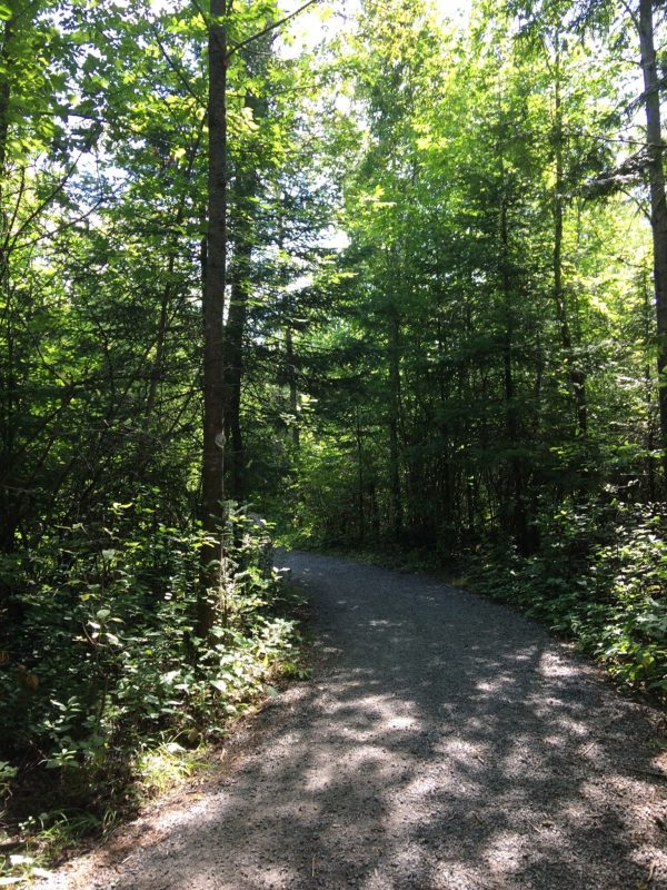 Rebecca-forest